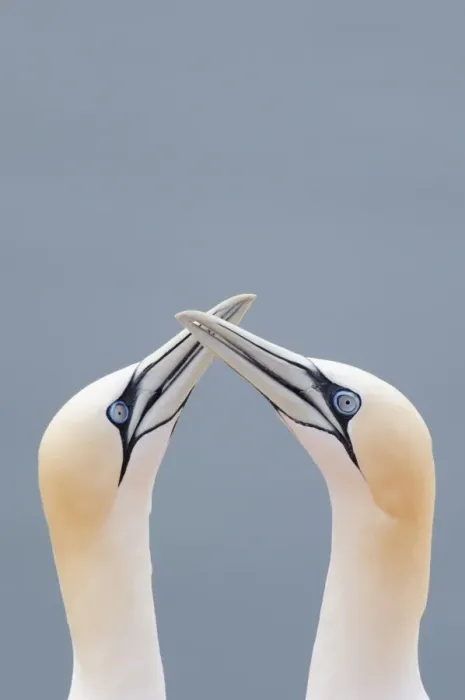 Framed Print : Two Northern Gannets -Morus bassanus- touching beaks to greet each other, Heligoland, Schleswig-Holstein, Germany