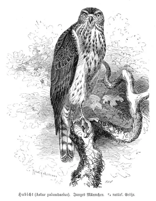 Framed Print : Northern goshawk engraving 1892 Framed Print : Northern goshawk engraving 1892