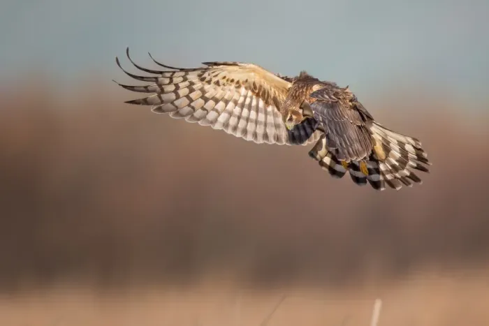 Framed Print : Northern Harrier Framed Print : Northern Harrier