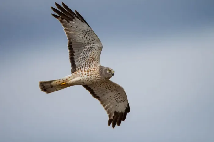 Framed Print : Northern Harrier Framed Print : Northern Harrier