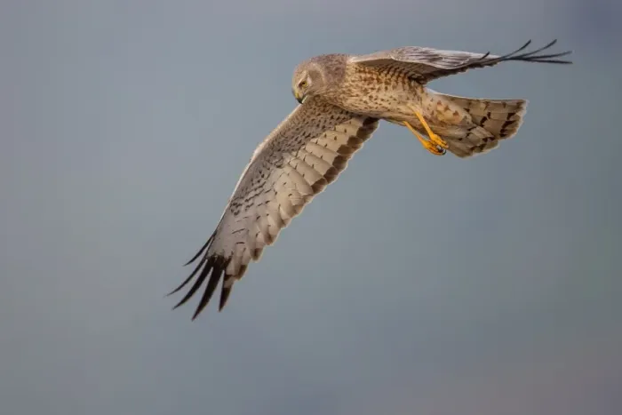 Framed Print : Northern harrier Framed Print : Northern harrier