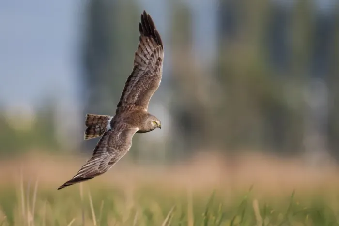 Framed Print : Northern harrier on flight Framed Print : Northern harrier on flight
