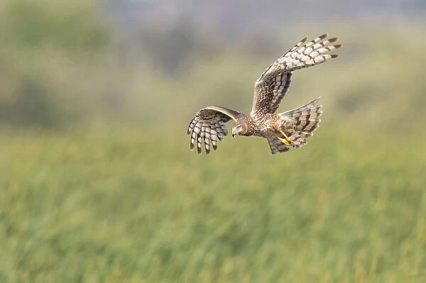 Northern Harrier Flyby