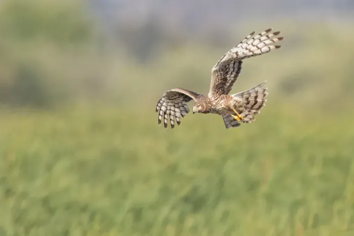 Framed Print : Northern Harrier Flyby Framed Print : Northern Harrier Flyby