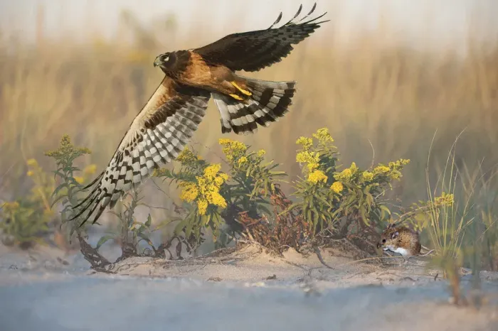 Framed Print : Northern harrier hunting in dune habitat Framed Print : Northern harrier hunting in dune habitat