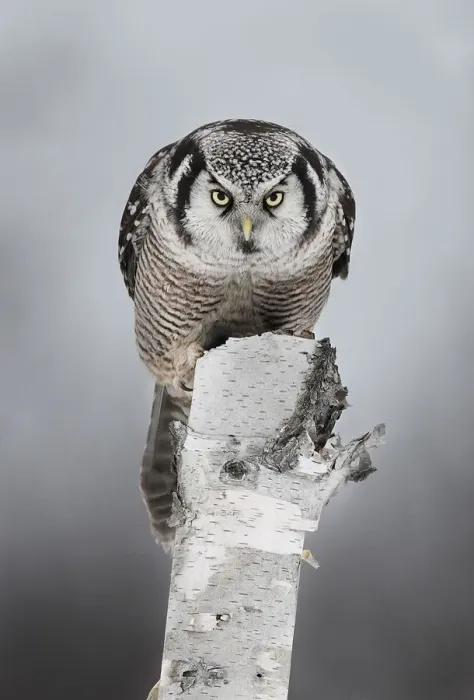 Framed Print : Northern Hawk-Owl