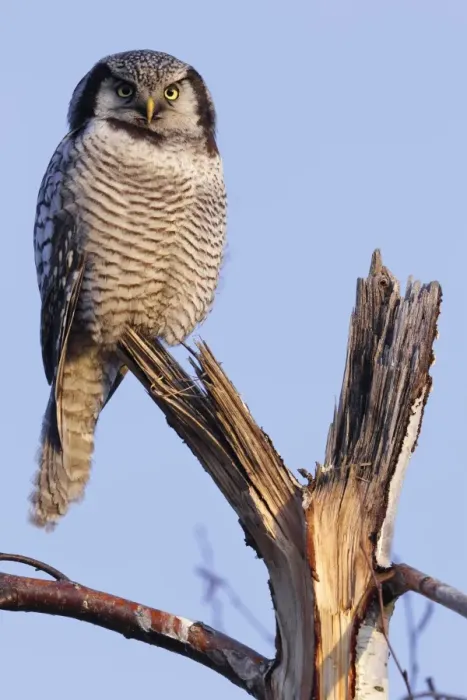 Framed Print : Northern Hawk-Owl -Surnia ulula-, perched, in the morning light, Saxony-Anhalt, Germany Framed Print : Northern Hawk-Owl -Surnia ulula-, perched, in the morning light, Saxony-Anhalt, Germany