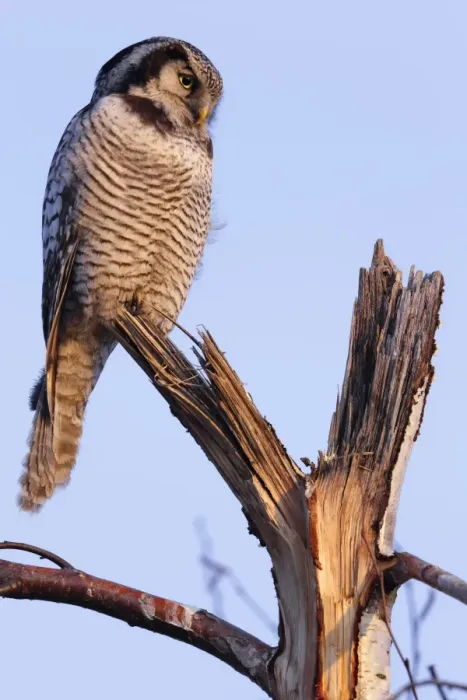 Framed Print : Northern Hawk-Owl -Surnia ulula-, perched, in the morning light, Saxony-Anhalt, Germany