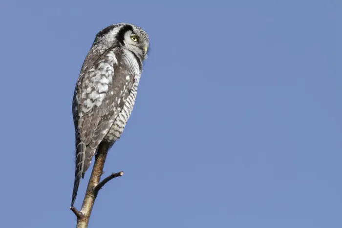 Framed Print : Northern Hawk-Owl -Surnia ulula-, perched, Saxony-Anhalt, Germany Framed Print : Northern Hawk-Owl -Surnia ulula-, perched, Saxony-Anhalt, Germany
