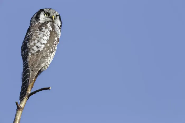 Framed Print : Northern Hawk-Owl -Surnia ulula-, perched, Saxony-Anhalt, Germany Framed Print : Northern Hawk-Owl -Surnia ulula-, perched, Saxony-Anhalt, Germany