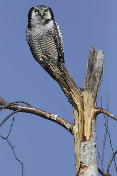 Framed Print : Northern Hawk-Owl -Surnia ulula-, perched, Saxony-Anhalt, Germany Framed Print : Northern Hawk-Owl -Surnia ulula-, perched, Saxony-Anhalt, Germany