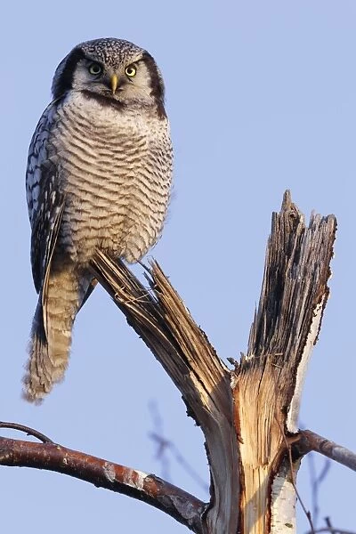 Northern Hawk-Owl -Surnia ulula-, perched, in the morning light, Saxony-Anhalt, Germany