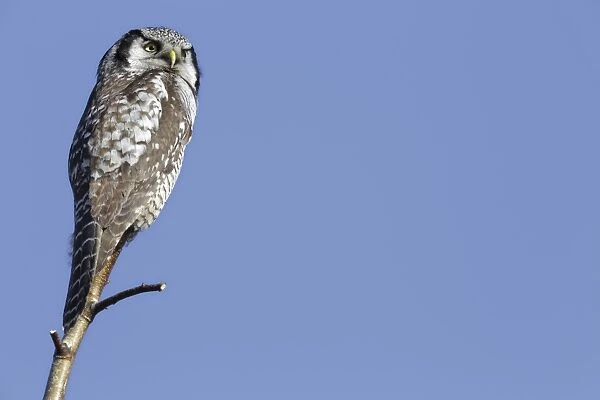 Northern Hawk-Owl -Surnia ulula-, perched, Saxony-Anhalt, Germany