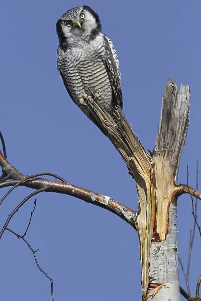 Northern Hawk-Owl -Surnia ulula-, perched, Saxony-Anhalt, Germany