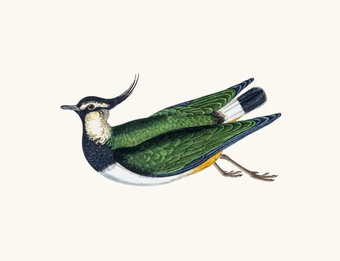 Framed Print : Northern lapwing Framed Print : Northern lapwing