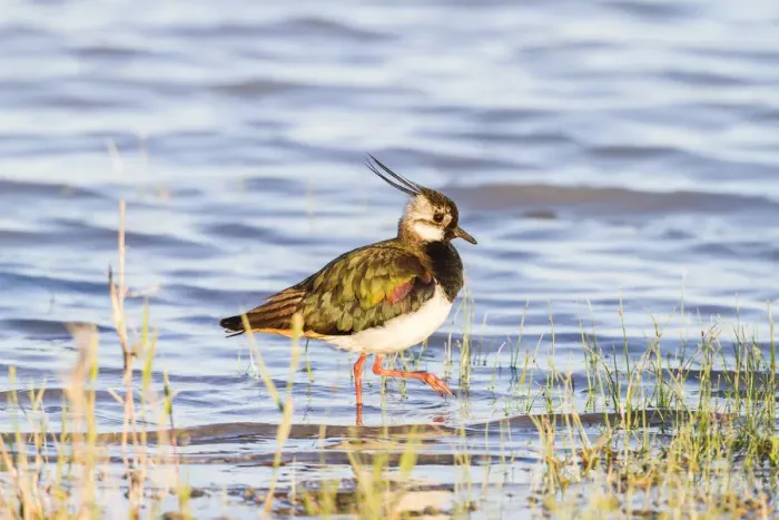 Framed Print : Northern Lapwing -Vanellus vanellus- in breeding plumage, Seewinkel, Burgenland, Austria