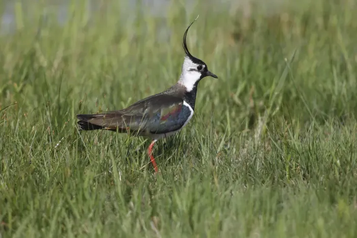 Framed Print : Northern Lapwing -Vanellus vanellus- in a meadow, Burgenland, Austria