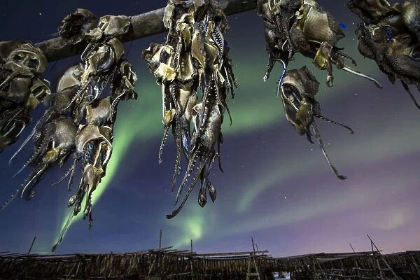 Northern lights and fish heads
