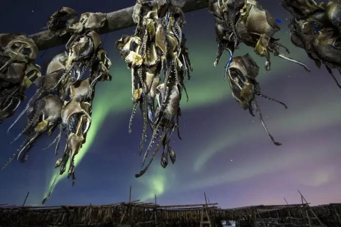 Framed Print : Northern lights and fish heads Framed Print : Northern lights and fish heads