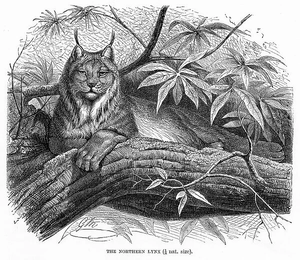Northern lynx engraving 1894