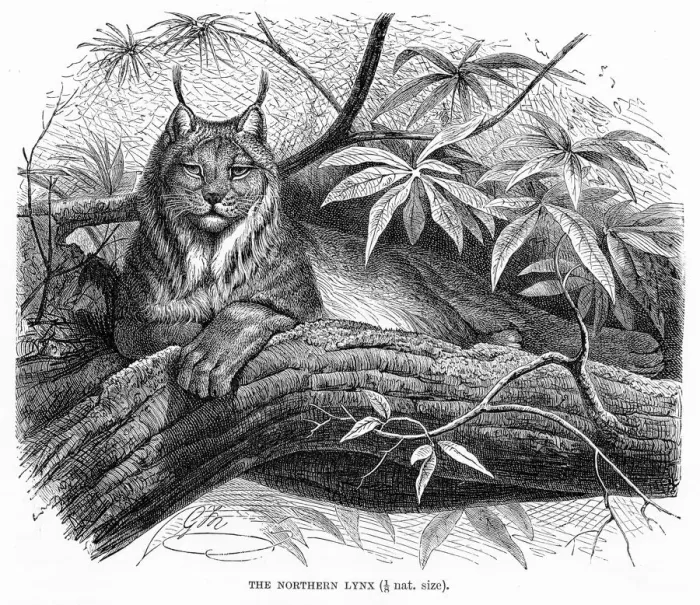 Framed Print : Northern lynx engraving 1894 Framed Print : Northern lynx engraving 1894
