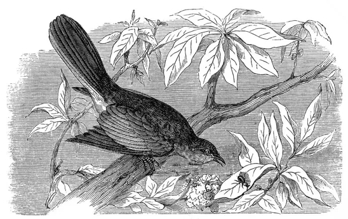 Framed Print : Northern mockingbird (Mimus polyglottos) Framed Print : Northern mockingbird (Mimus polyglottos)