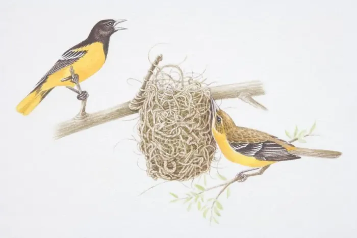 Framed Print : Northern Oriole (Icterus galbula), female bird building nest, male bird whistling, side view Framed Print : Northern Oriole (Icterus galbula), female bird building nest, male bird whistling, side view