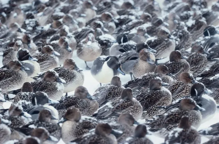 Framed Print : Northern pintails (Anas acuta)during snowfall Framed Print : Northern pintails (Anas acuta)during snowfall