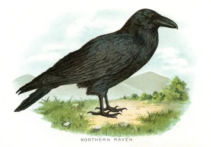 Framed Print : Northern raven bird lithograph 1897 Framed Print : Northern raven bird lithograph 1897