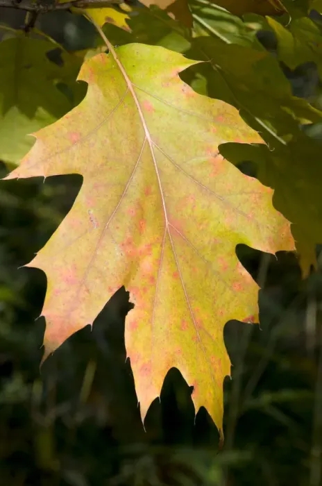 Framed Print : Northern Red Oak or Champion Oak -Quercus rubra-, leaf Framed Print : Northern Red Oak or Champion Oak -Quercus rubra-, leaf