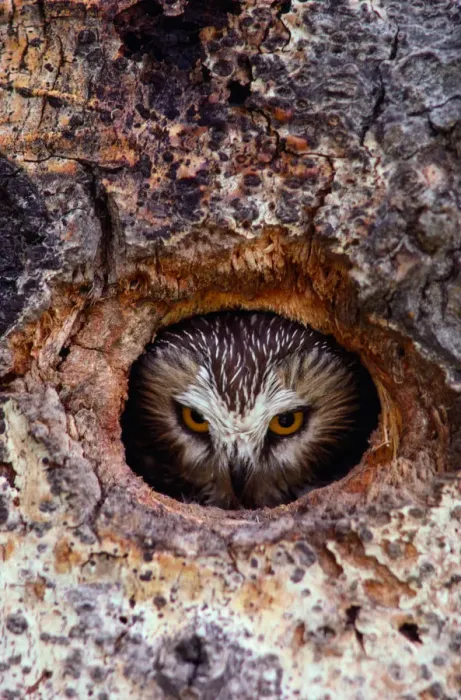 Framed Print : Northern saw whet owl (Aegolius acadicus) in nest cavity Framed Print : Northern saw whet owl (Aegolius acadicus) in nest cavity