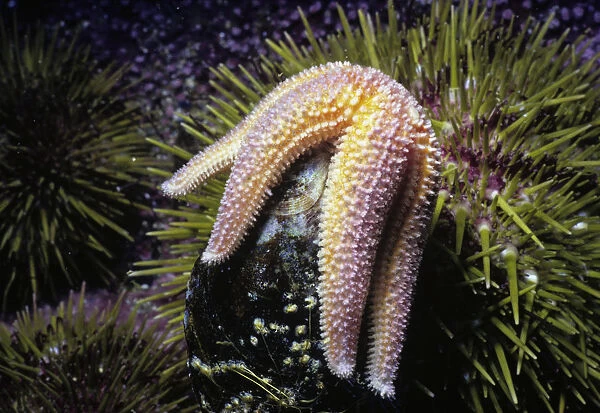 Northern Sea Star opens a mussel