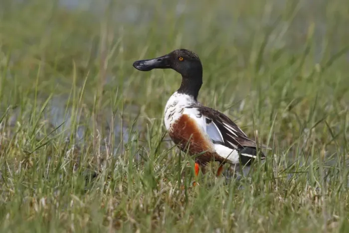 Framed Print : Northern Shoveler -Anas clypeata-, drake standing in a moist meadow, Illmitz, Burgenland, Austria Framed Print : Northern Shoveler -Anas clypeata-, drake standing in a moist meadow, Illmitz, Burgenland, Austria