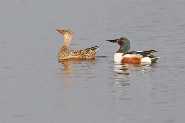 Framed Print : Northern Shoveler -Anas clypeata-, displaying pair North Rhine Westphalia, Deuschland Framed Print : Northern Shoveler -Anas clypeata-, displaying pair North Rhine Westphalia, Deuschland