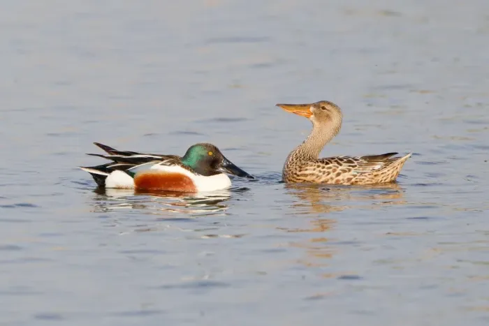 Framed Print : Northern Shoveler -Anas clypeata-, displaying pair North Rhine Westphalia, Deuschland
