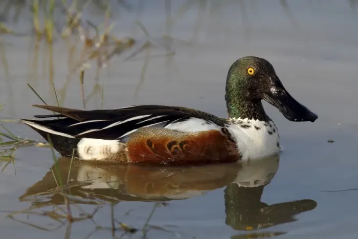 Framed Print : Northern shoveler -Anas clypeata-, drake floating, Lake Neusiedl, Burgenland, Austria, Europe Framed Print : Northern shoveler -Anas clypeata-, drake floating, Lake Neusiedl, Burgenland, Austria, Europe