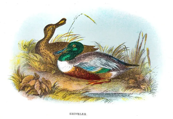Framed Print : Northern shoveler engraving 1896 Framed Print : Northern shoveler engraving 1896