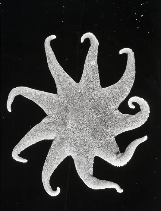 Framed Print : Northern Sun Star (Solaster endeca) Framed Print : Northern Sun Star (Solaster endeca)
