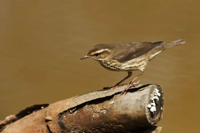 Framed Print : Northern waterthrush foraging Framed Print : Northern waterthrush foraging