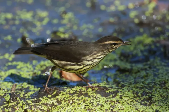 Framed Print : Northern waterthrush during spring migration Framed Print : Northern waterthrush during spring migration