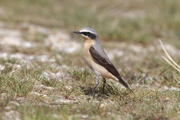 Northern Wheatear -Oenanthe oenanthe-, male on the ground, Burgenland, Austria