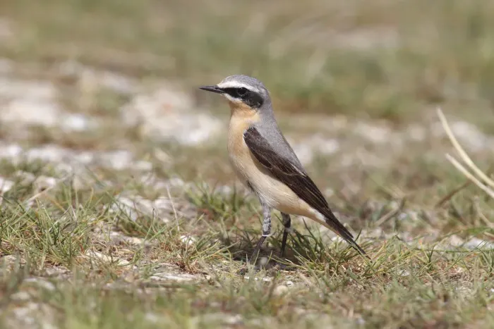 Framed Print : Northern Wheatear -Oenanthe oenanthe-, male on the ground, Burgenland, Austria Framed Print : Northern Wheatear -Oenanthe oenanthe-, male on the ground, Burgenland, Austria