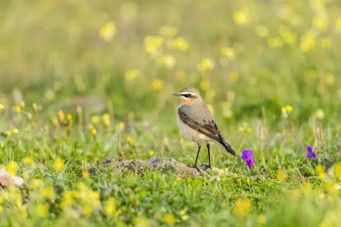 Framed Print : Northern Wheatear -Oenanthe oenanthe-, Extremadura, Spain