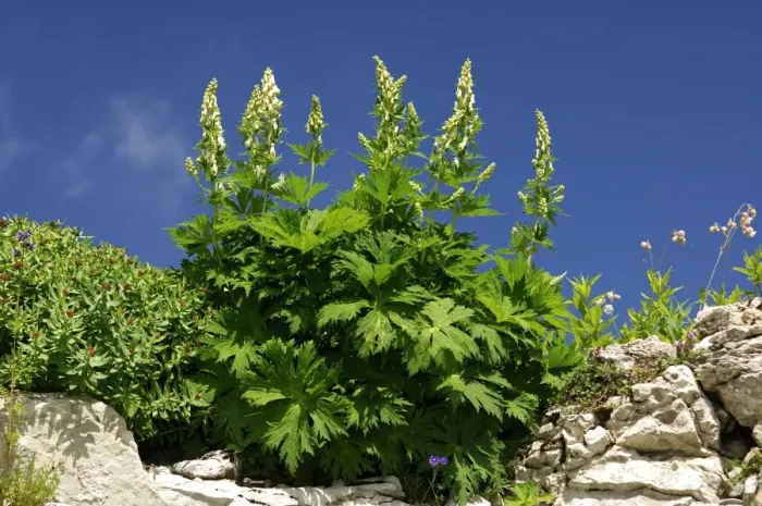 Framed Print : Northern Wolfsbane -Aconitum lycoctonum-, Switzerland, Europe Framed Print : Northern Wolfsbane -Aconitum lycoctonum-, Switzerland, Europe