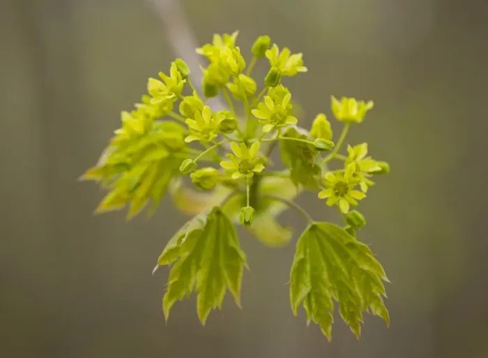 Framed Print : Norway Maple -Acer platanoides-, flowering, Thuringia, Germany Framed Print : Norway Maple -Acer platanoides-, flowering, Thuringia, Germany