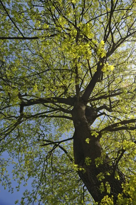 Framed Print : Norway Maple -Acer platanoides- in April, Nuremberg, Middle Franconia, Bavaria, Germany Framed Print : Norway Maple -Acer platanoides- in April, Nuremberg, Middle Franconia, Bavaria, Germany