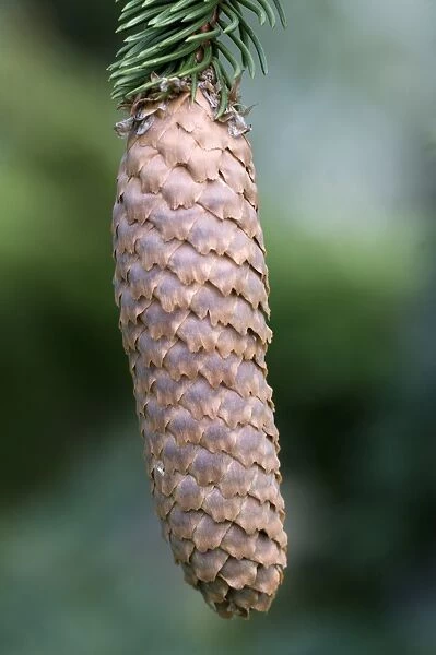 Norway Spruce -Picea abies-, cone