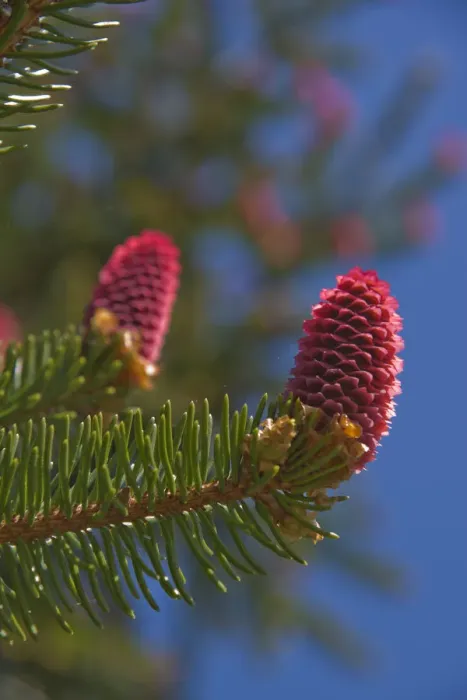 Framed Print : Norway spruce -Picea abies-, female inflorescences, Burgkwald forest near Karolinenfield, eastern Thuringia, Germany, Europe