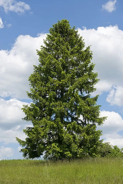 Norway Spruce -Picea abies-, Thuringia, Germany