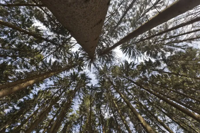 Framed Print : Norway Spruce -Picea abies-, wide-angle view, worms eye view, Bergisches Land region, North Rhine-Westphalia, Germany, Europe Framed Print : Norway Spruce -Picea abies-, wide-angle view, worms eye view, Bergisches Land region, North Rhine-Westphalia, Germany, Europe